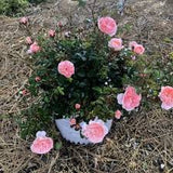 Drift Rose - Apricot
