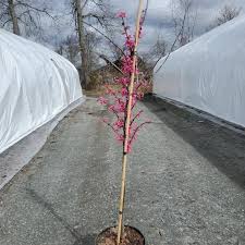 Eastern Redbud