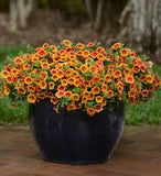 Calibrachoa