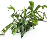 Staghorn Fern