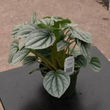 Peperomia Frost