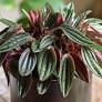 Peperomia Rosso