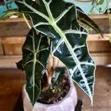 Alocasia Polly
