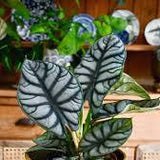 Alocasia Silver Dragon