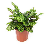 Peacock Plant