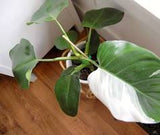 White Wizard Philodendron