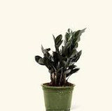 ZZ Plant - Black