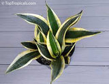 Variegated Whale Tail