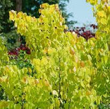 Gilded Hearts® - Red Bud