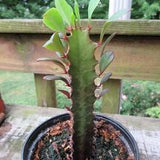 African Milk Tree/Cathedral Cactus