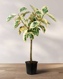Tineke Rubber Tree - Ficus