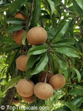 Fruit Sapodilla