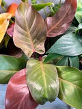 Blushing Philodendron