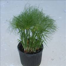 Dwarf Papyrus