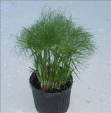 Dwarf Papyrus