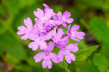Beach Verbena - Native