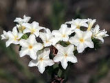 White Pineland Heliotrope - Native