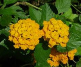 Pineland Lantana - Native