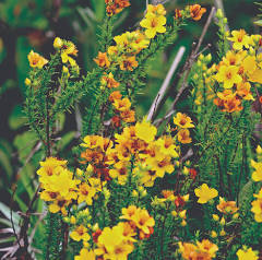 Atlantic St. John's Wort - Native