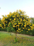 Tecoma Stans Yellow