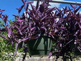 Purple Queen Tradescantia