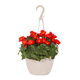 HB Annual/Perennial
