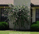 Hibiscus Standard