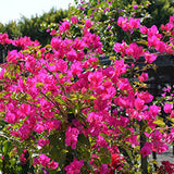 Bougainvillea