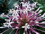 Butterfly Clerodendrum