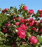 Camellia-October Magic Rose