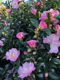 Camellia- October Magic Dawn