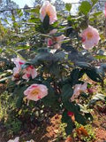 Camellia- Sweetie Pie