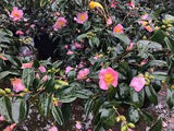 Camellia- Sara Frost