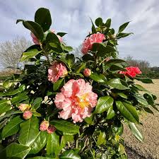 Camellia - Happy Birthday