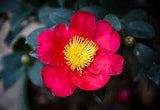 Camellia - Yuletide