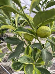 Kumquat - Centennial Variegated