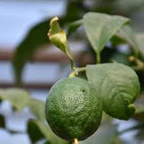 Lime - Persian