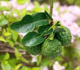 Lime - Kaffir
