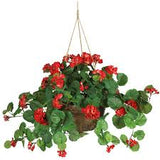 Geranium