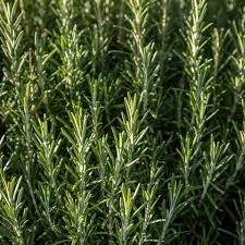 Assorted Herbs
