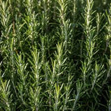Assorted Herbs