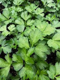 Assorted Herbs