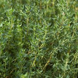 Assorted Herbs