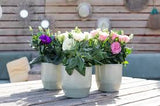 Lisianthus