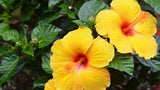 Hibiscus Bush