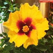 Hibiscus Hollywood Bush