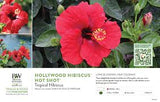 Hibiscus Hollywood Bush