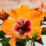Hibiscus Hollywood Bush
