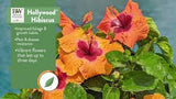 Hibiscus Hollywood Standard