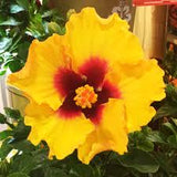 Hibiscus Hollywood Standard